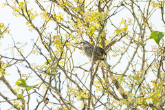 Campylorhynchus yucatanicus