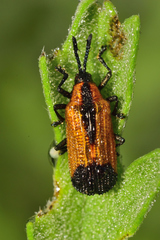 Pentispa melanura