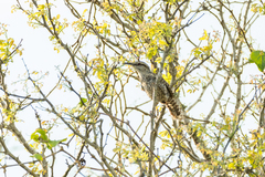 Campylorhynchus yucatanicus