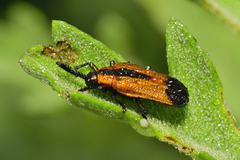Pentispa melanura