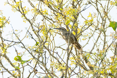 Campylorhynchus yucatanicus