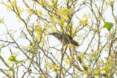 Campylorhynchus yucatanicus