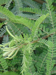 Eysenhardtia polystachya