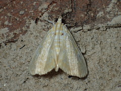 Glaphyria glaphyralis