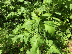 Cirsium oleraceum