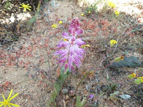 Image of Lachenalia nardousbergensis by (c) Christiaan Viljoen, some rights reserved (CC BY)