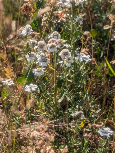Image of Achillea pyrenaica by (c) Denis Bastianelli, some rights reserved (CC BY)