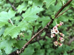 Ribes petraeum