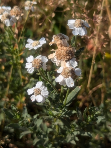 Image of Achillea pyrenaica by (c) Denis Bastianelli, some rights reserved (CC BY)
