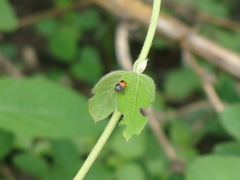 Griburius albilabris