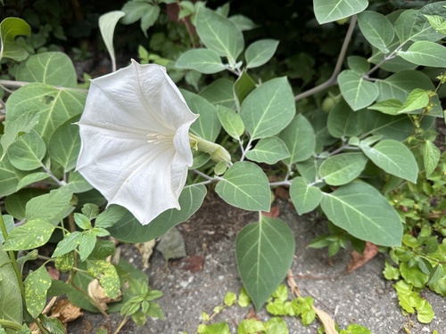 Tankobodljikavi kužnjak (Datura innoxia)