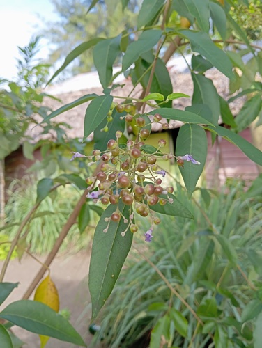 Vitex bicolor iNat (2)