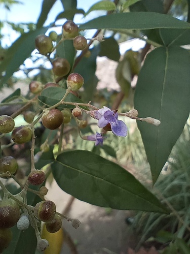 Vitex bicolor in life