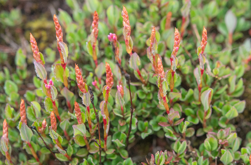 Bistorta vacciniifolia, photograph 3