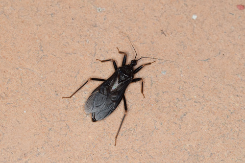 Reduvius personatus