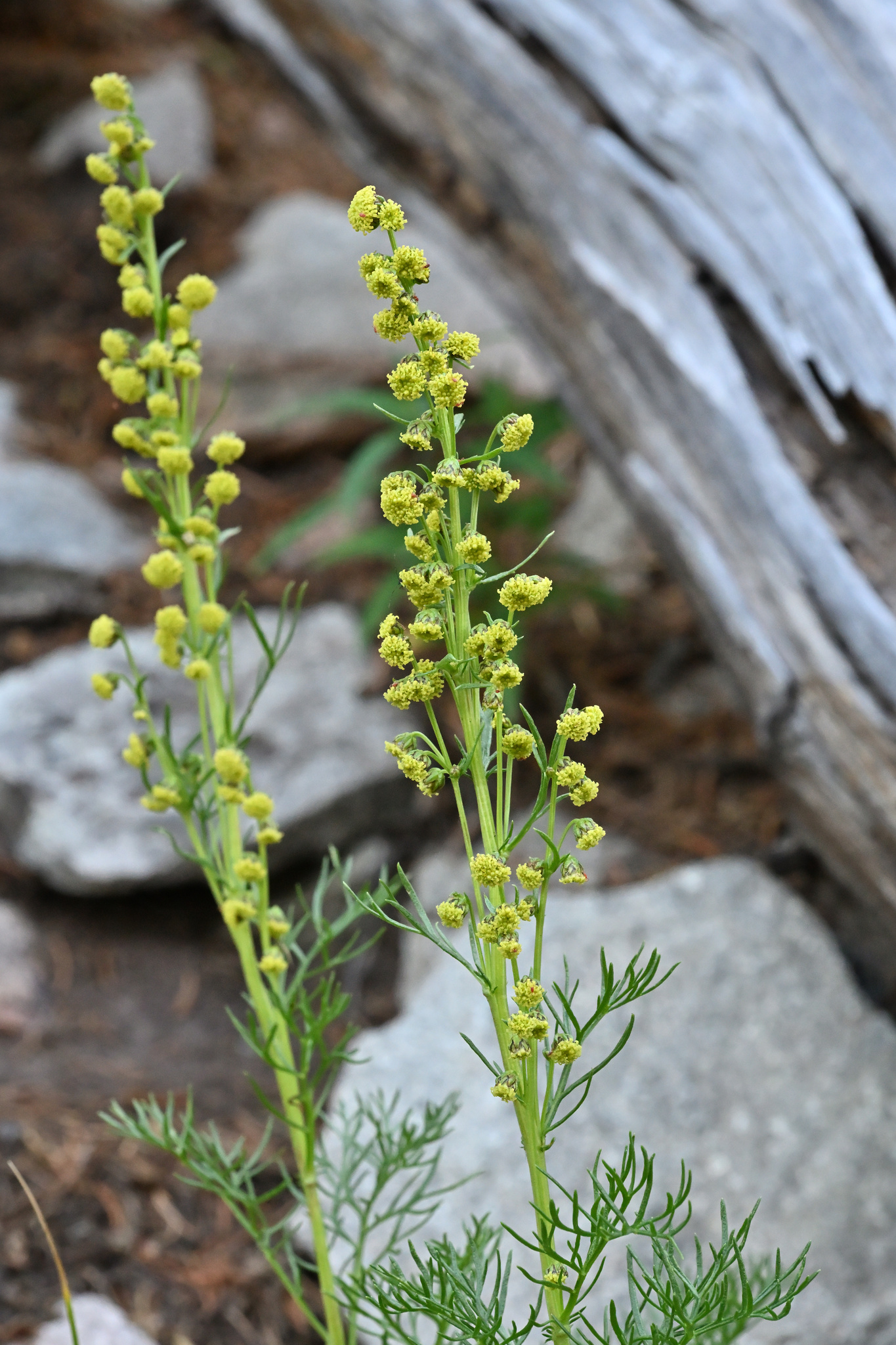 Artemisia laciniata