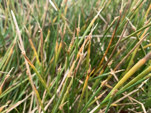 Image of Eleocharis interstincta by (c) Gabriel Jovêncio Ribeiro, some rights reserved (CC BY)