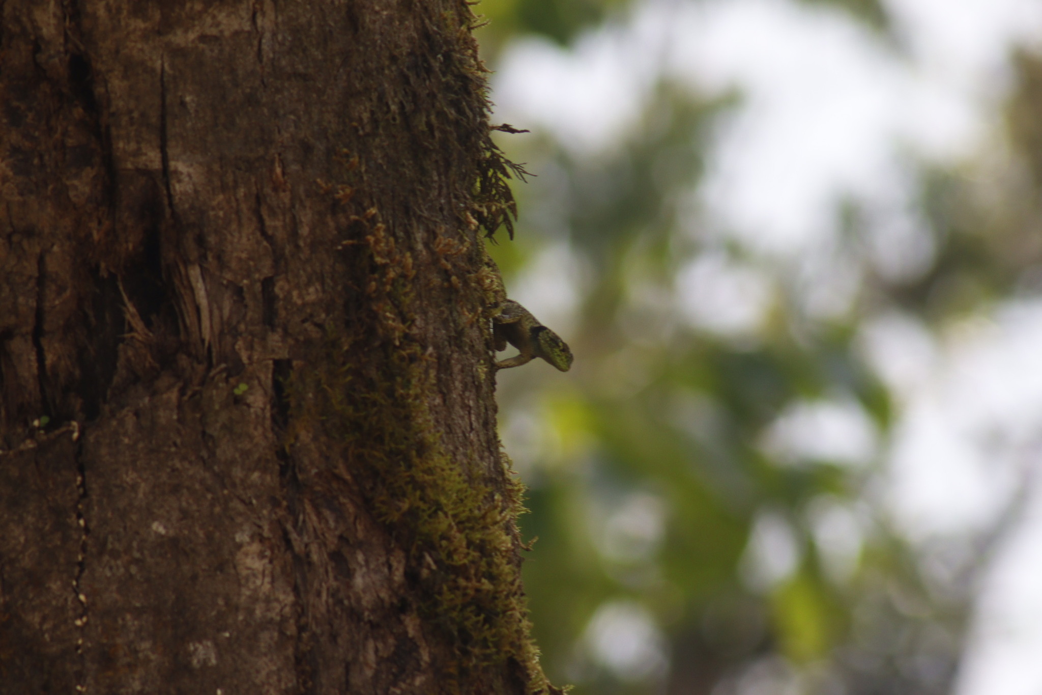 Salvin's Spiny Lizard photo 8