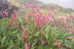 Bistorta griffithii, photograph (c) Morten Ross, some rights reserved (CC BY)
