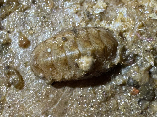 Representative image of Hanleyidae