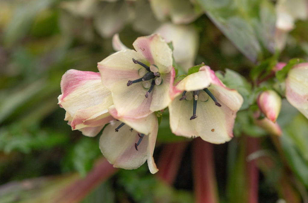 Swertia assamensis