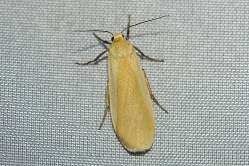 Orange Footman photo 4