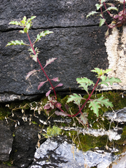 Penstemon richardsonii