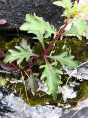 Penstemon richardsonii