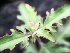 Penstemon richardsonii