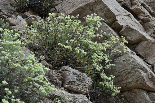 Eriogonum jamesii var. jamesii