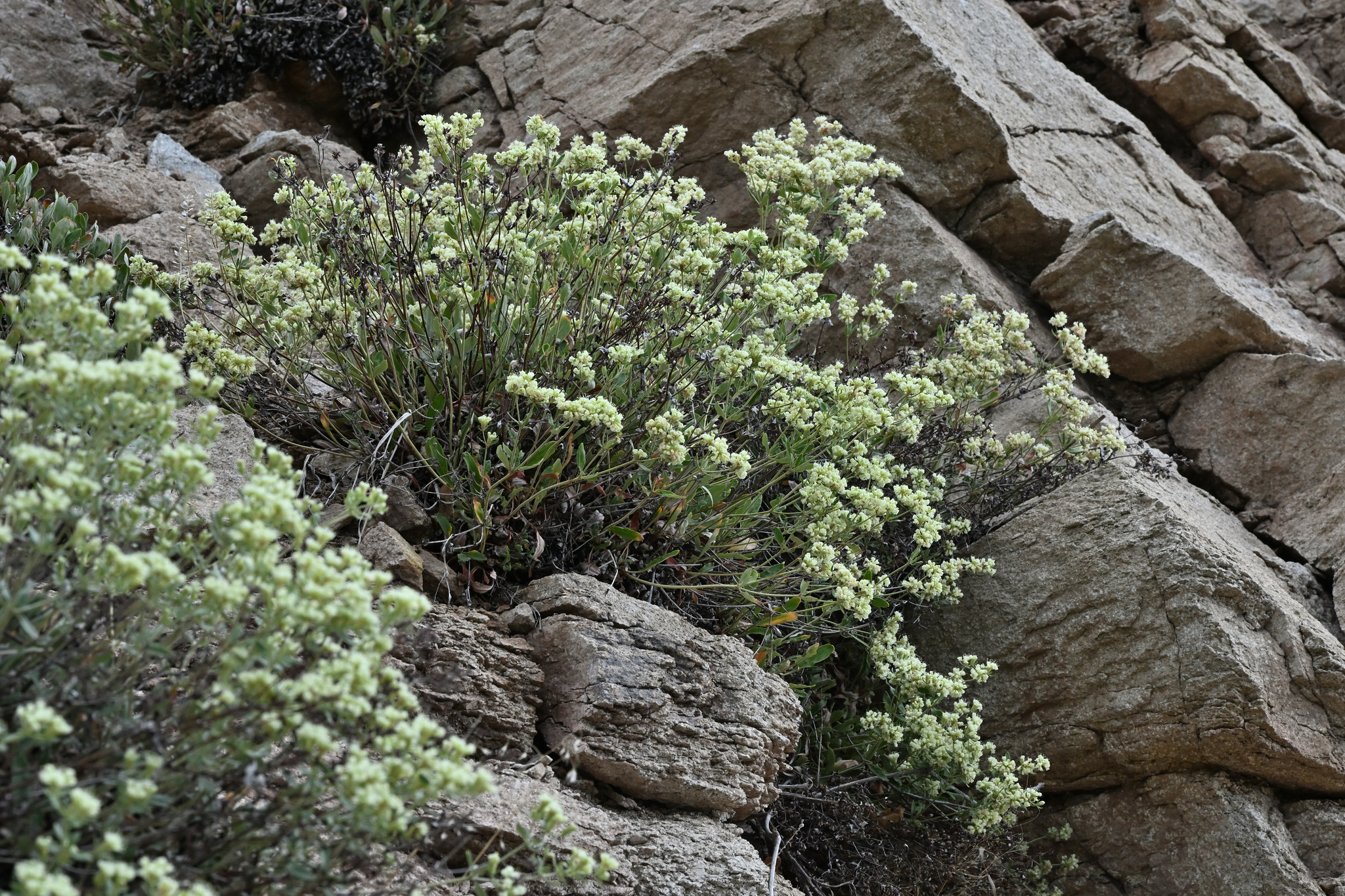 Eriogonum jamesii var. jamesii