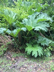 Gunnera tinctoria