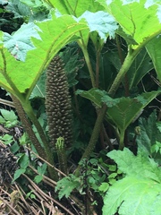 Gunnera tinctoria