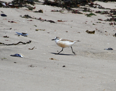 Charadrius marginatus marginatus