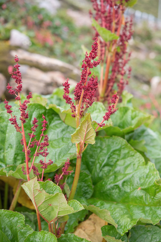 Rheum acuminatum, photograph 6