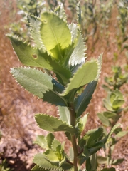 Grindelia ciliata