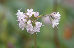 Nardostachys jatamansi, photograph (c) Morten Ross, some rights reserved (CC BY)
