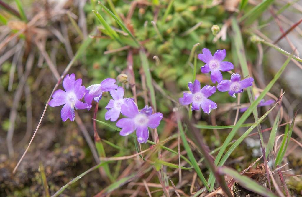 Primula occlusa