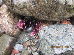 Chondrus crispus