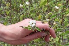 Lantana peduncularis