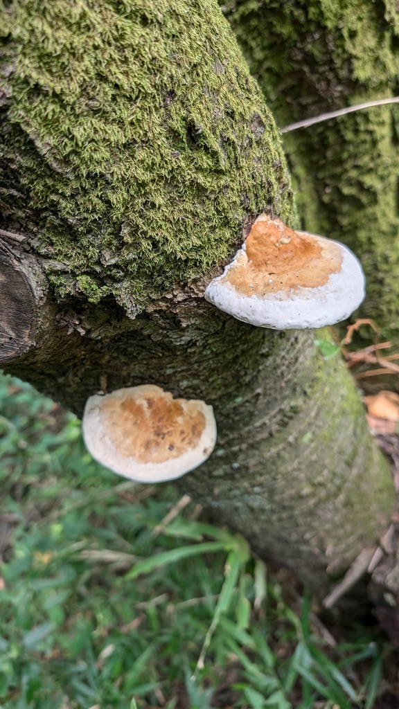Fomitopsis pinicola · August 2024 · photo: © atsushi_nakajima_cirque (iNaturalist, cc-by)