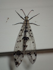 Dendroleon obsoletus