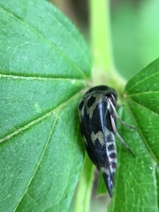 Glipa oculata