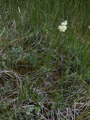 Triantha occidentalis occidentalis