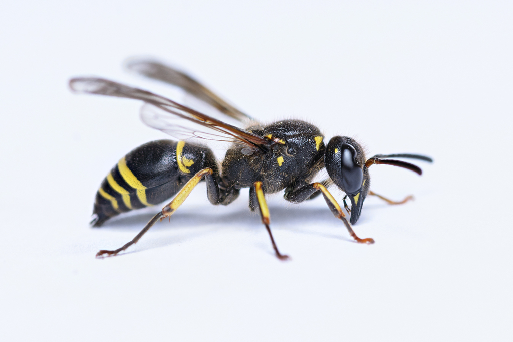 Ancistrocerus parietinus