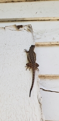 Sceloporus occidentalis