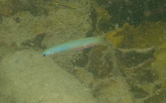 Ptereleotris monoptera