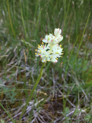 Triantha occidentalis occidentalis