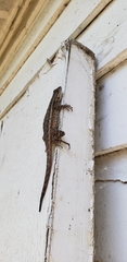 Sceloporus occidentalis