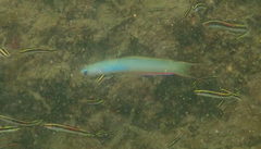 Ptereleotris monoptera